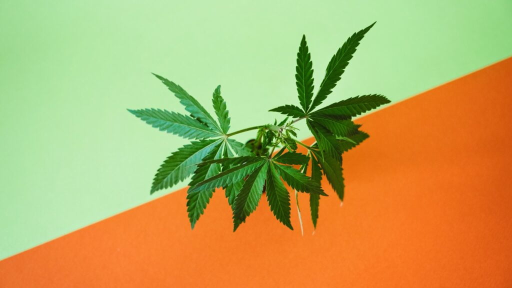 Marijuana leaves web banner, cannabis on green background. Texture of Marijuana Cannabis Plants